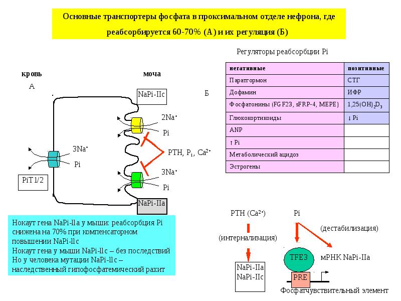 Регулятор обмена веществ. Паратгормон водно-солевой обмен. Регуляторы общего метаболизма. Регуляция ад и водно-солевого обмена. PHT транспортёры фосфат.