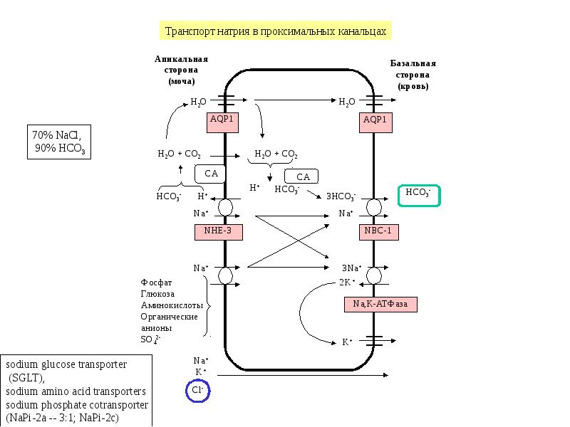 Водно солевой обмен биохимия презентация