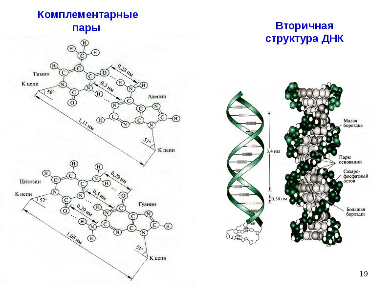 Структуры молекулы днк установили. Первичная структура молекулы ДНК. Первичная вторичная и третичная структура ДНК. Третичная структура ДНК строение. 2) Первичная структура ДНК.