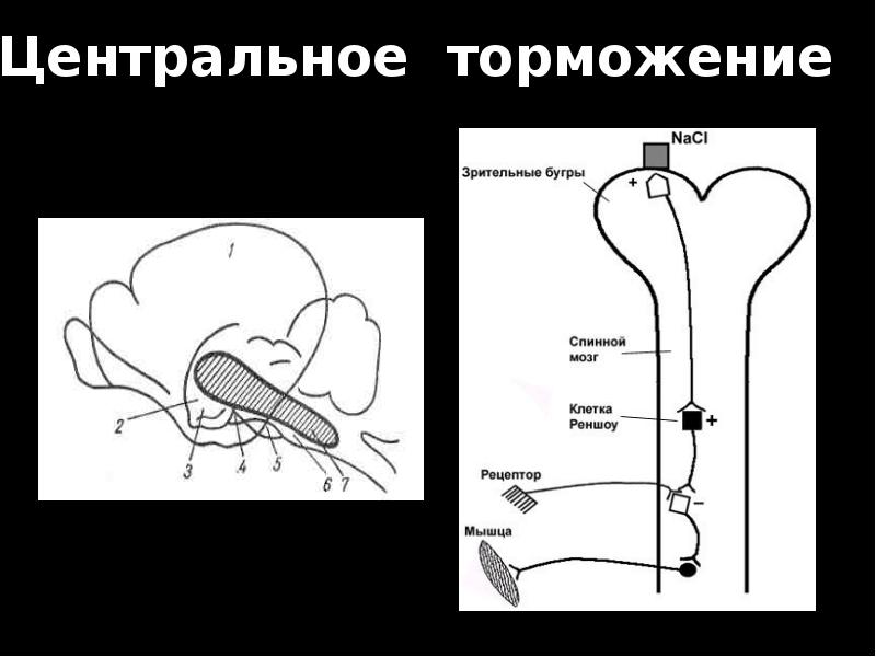 Схема торможения сеченова