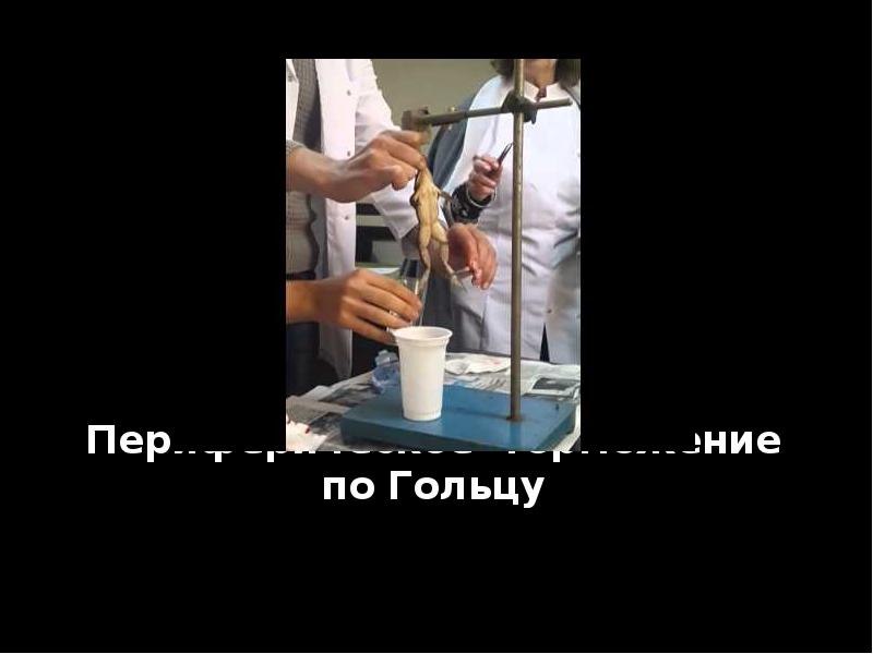 Периферическое торможение по Гольцу