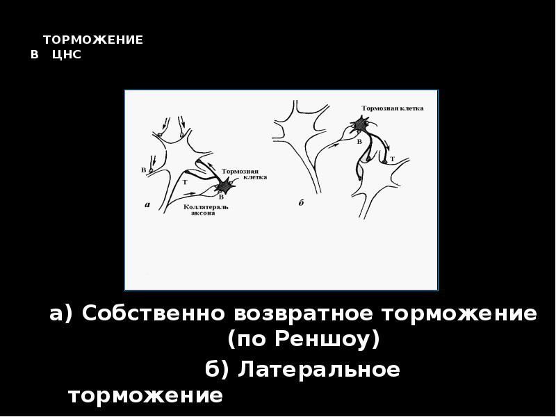 ТОРМОЖЕНИЕ    В  ЦНС