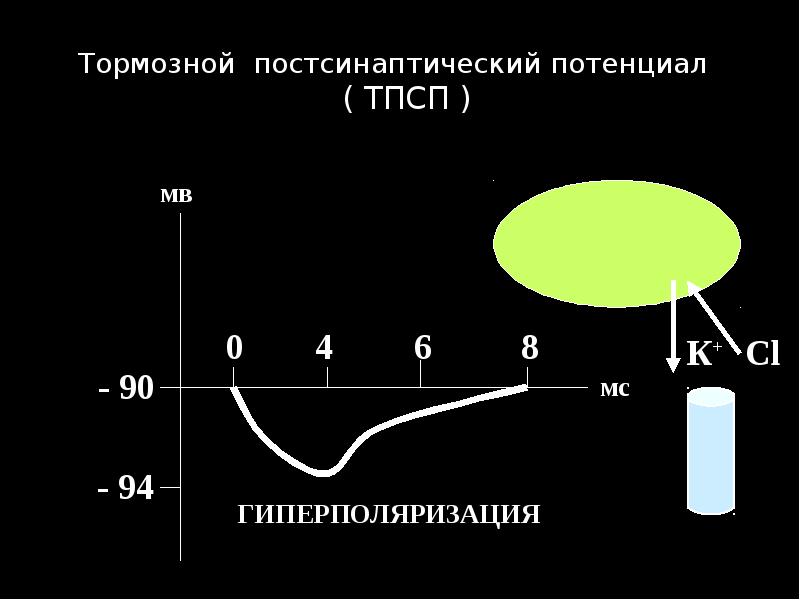Тормозной постсинаптический потенциал  ( ТПСП )