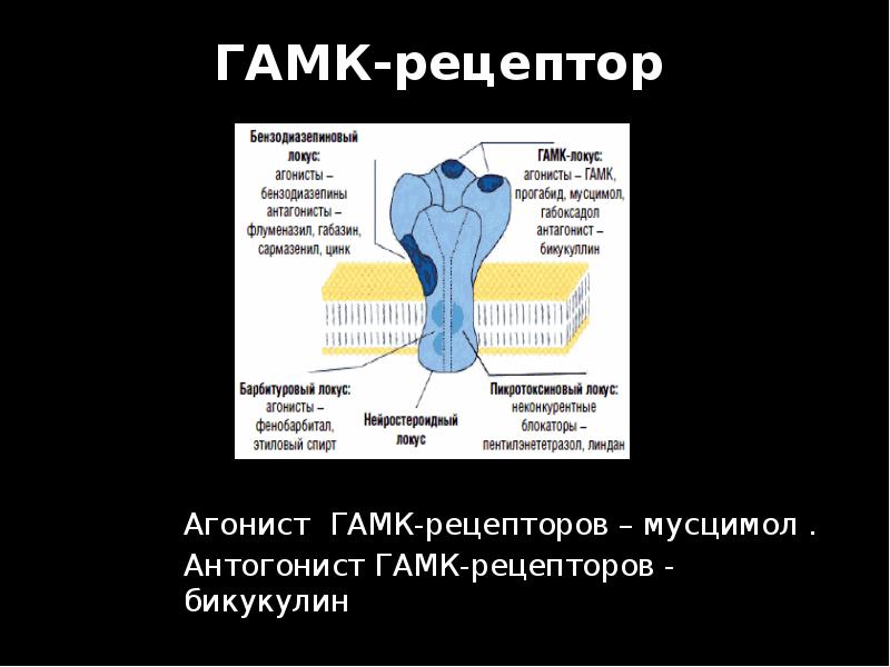 ГАМК-рецептор Агонист ГАМК-рецепторов – мусцимол . Антогонист ГАМК-рецепторов - бикукулин