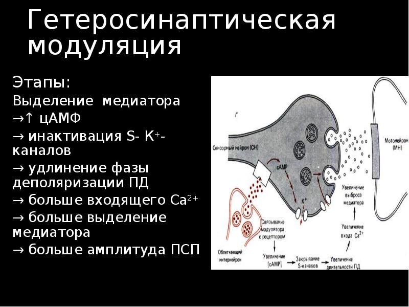 Гетеросинаптическая модуляция Этапы: Выделение медиатора →↑ цАМФ  → инактивация S-