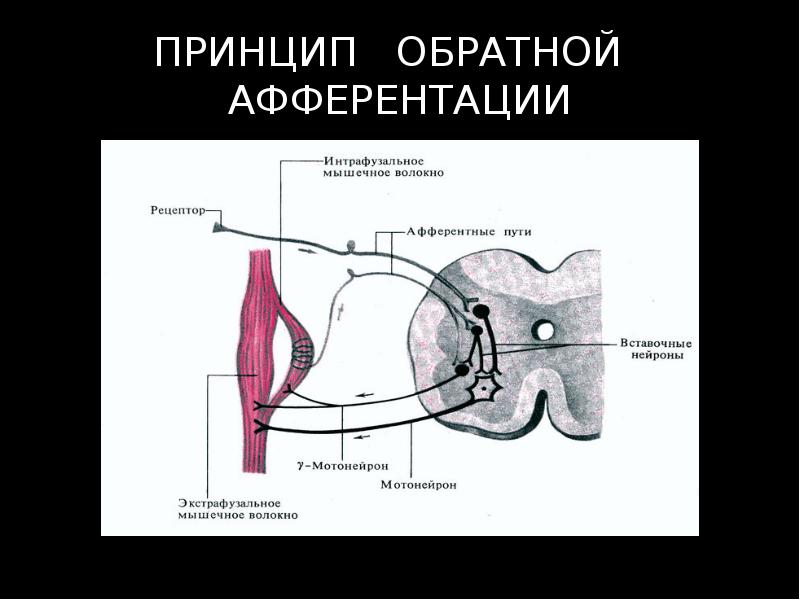 ПРИНЦИП  ОБРАТНОЙ  АФФЕРЕНТАЦИИ
