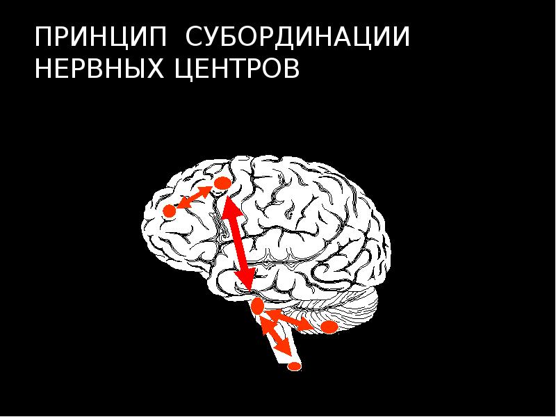 ПРИНЦИП СУБОРДИНАЦИИ НЕРВНЫХ ЦЕНТРОВ