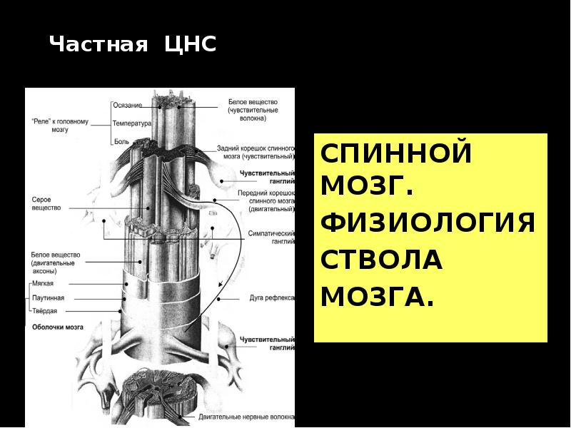 Частная ЦНС   СПИННОЙ МОЗГ. ФИЗИОЛОГИЯ СТВОЛА  МОЗГА.