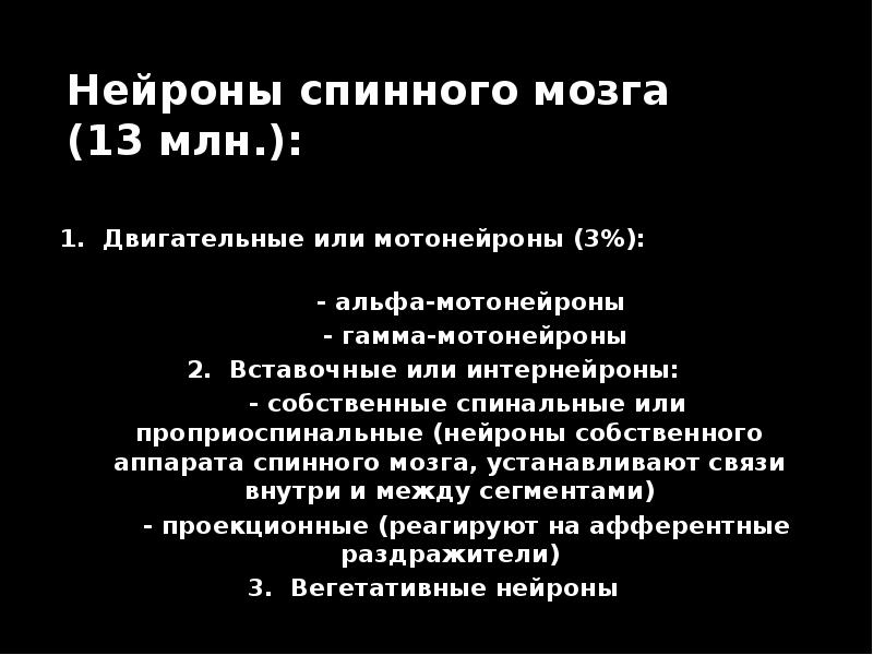 Нейроны спинного мозга (13 млн.): 1. Двигательные или мотонейроны (3%): 