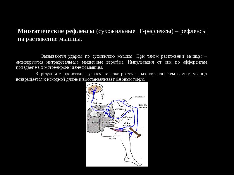 Миотатические рефлексы (сухожильные, Т-рефлексы) – рефлексы на растяжение мышцы.  