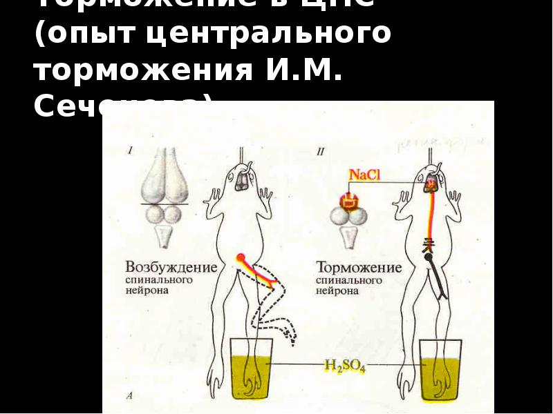 Торможение в ЦНС  (опыт центрального торможения И.М. Сеченова)