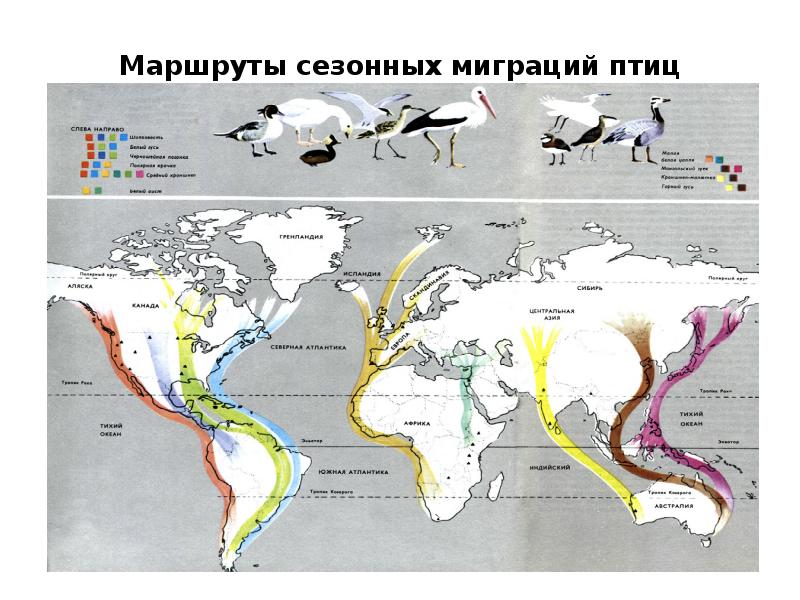 Ареалы обитания миграции закономерности размещения животных презентация