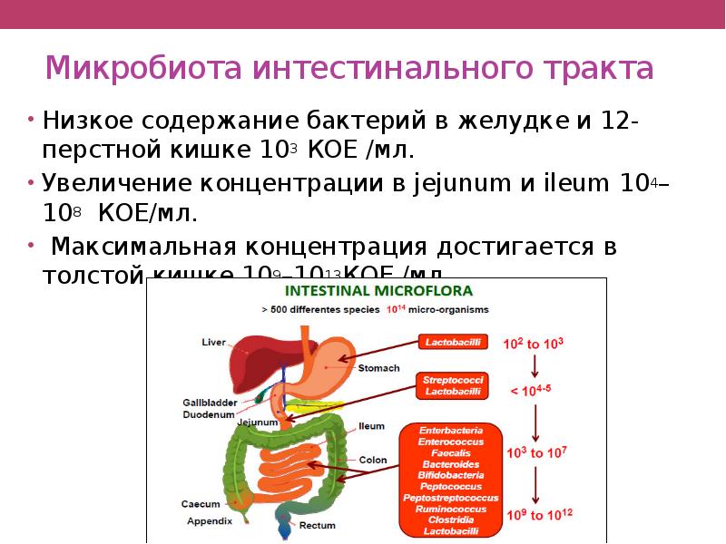 Микробиота человека презентация