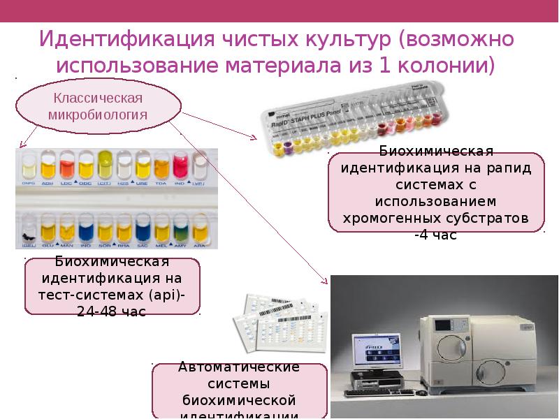 выделение и идентификация чистых культур