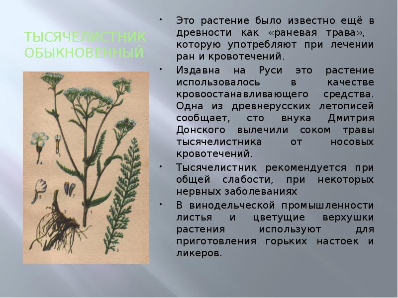 Лекарственные растения 6 класс презентация обж