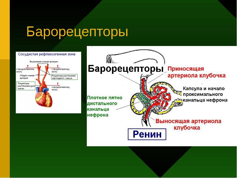 Щитовидная железа водно солевой обмен. Барорецепторы. Барорецепторы высокого давления. Рецепторы которые расположены в и сосудах. Роль сосудистых барорецепторов,.