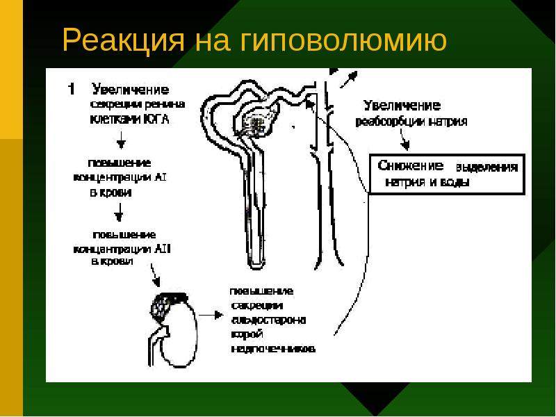 В регуляции электролитного обмена принимает участие