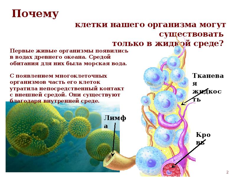 3 клетки в организме. Клетки нашего организма. Внутренняя жидкая среда организма. Презентация на тему внутренняя среда организма. Внутренняя среда организма совокупность жидкостей организма.