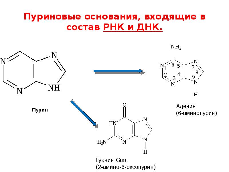 Состав азотистых оснований рнк. Пуриновые основания РНК. Пуриновые и пиримидиновые основания РНК. В состав РНК входит пуриновое основание. Пуриновые азотистые основания.