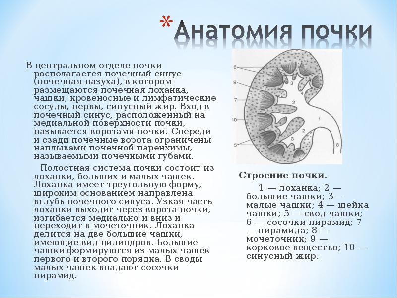 Почки что значат. Строение почечного синуса. Строение почки синус почки. Строение почки почечный синус. Кисты синуса почки анатомия.