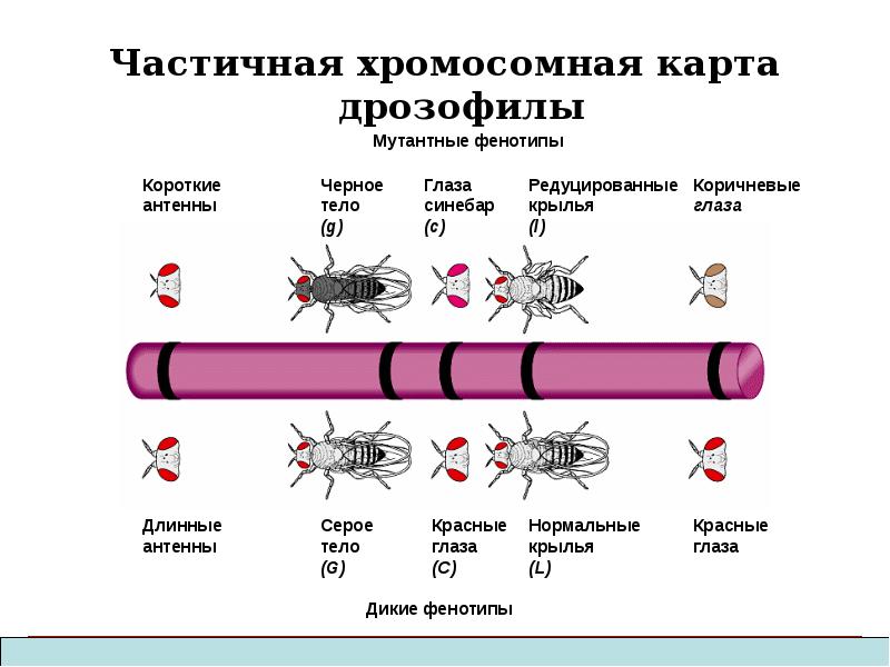 Хромосома мухи. Генетическая карта хромосом дрозофилы. Хромосомная карта дрозофилы. Генетическая карта х хромосомы дрозофилы. Карта хромосом человека генетика.