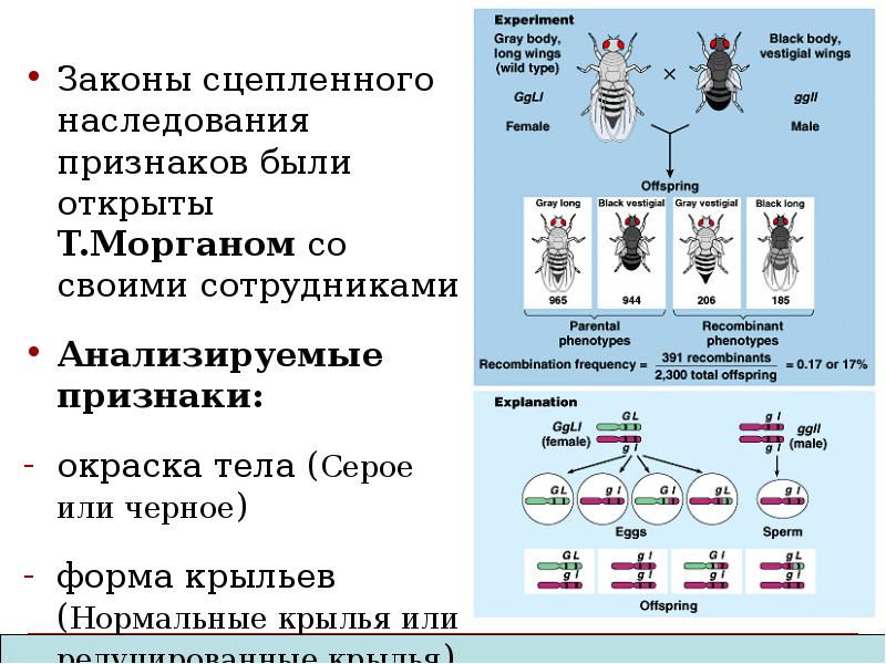 Презентация сцепленное наследование признаков 10 класс