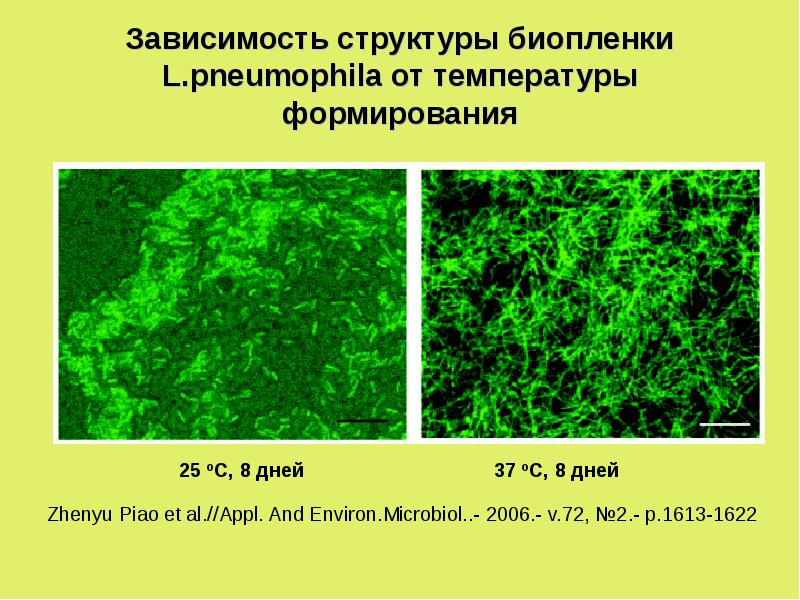 Структура зависимости