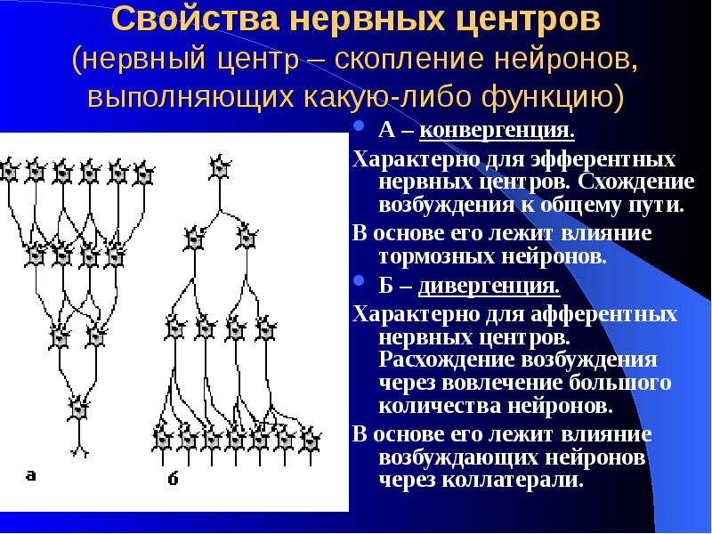 Концентрация нервных процессов. Концентрация нервных процессов