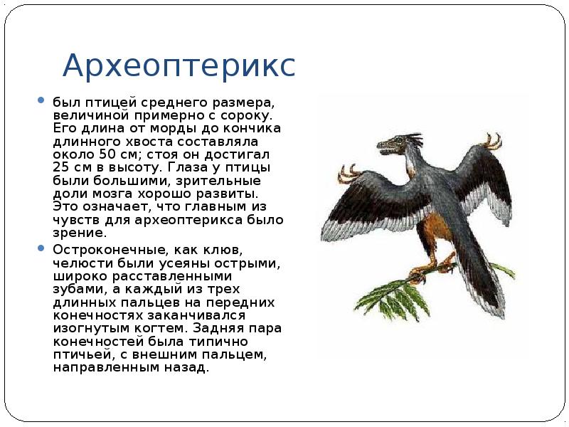 Археоптерикс строение. Археоптерикс Эволюция птиц. Презентация на тему происхождение птиц. Происхождение птиц биология. Археоптерикс зубы.