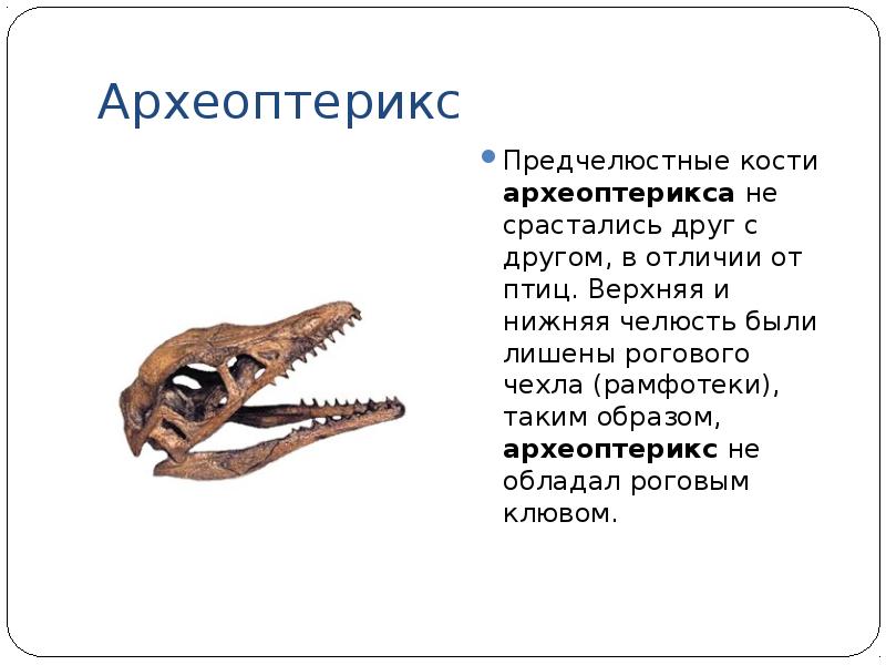 Какие изменения произошли с челюстями птиц. Челюсти птиц. Археоптерикс зубы.