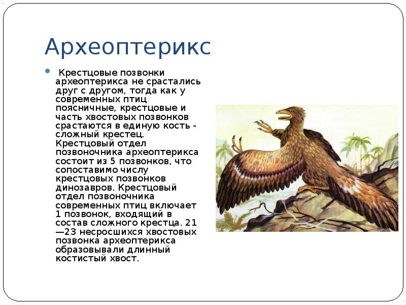 Археоптерикс позвоночник. Хвостовые позвонки у археоптерикса. Археоптерикс Эволюция птиц. Археоптерикс признаки птиц и пресмыкающихся. Происхождение птиц презентация 7 класс.