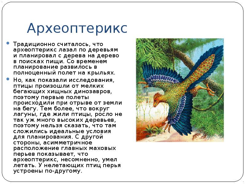 Сходство археоптерикса с птицами. Характеристика археоптерикса. Сообщение по теме Археоптерикс. Чем питался Археоптерикс.