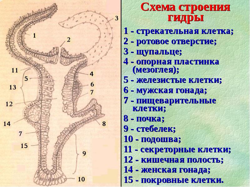 Кишечнополостные рисунок с подписями