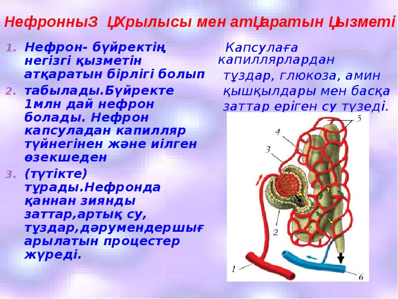 Зәр шығару жүйесі анатомиясы презентация