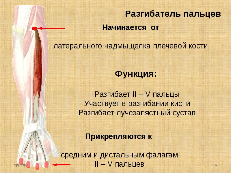 Мышцы предплечья картинки