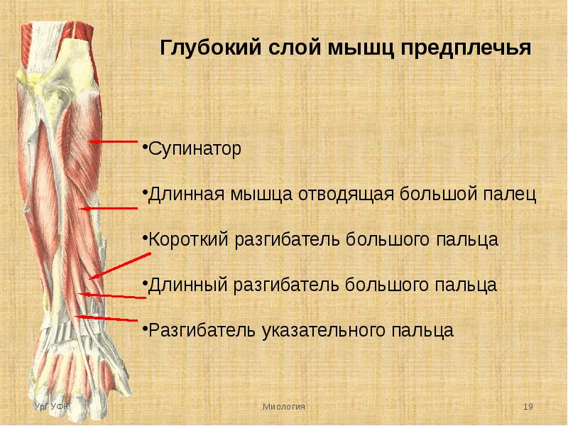 Топографическая анатомия предплечья презентация