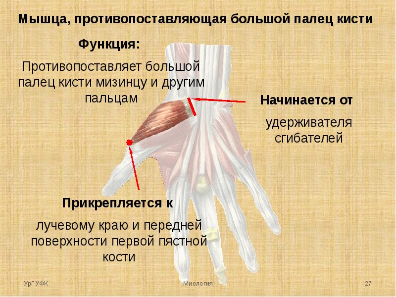 Большой палец функции