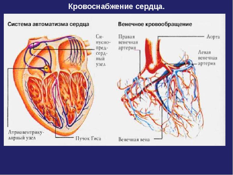 Сердечно сосудистая система презентация по анатомии