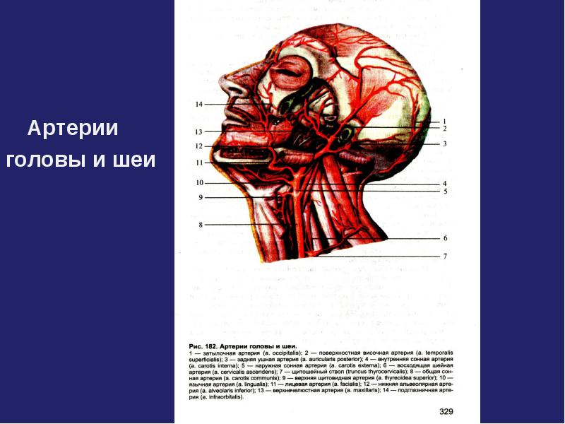 Артерии головы и шеи презентация