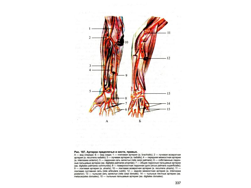 Артерии предплечья и кисти. Артерии предплечья анатомия. Артерии предплечья и кисти анатомия. Артерии кисти таблица.
