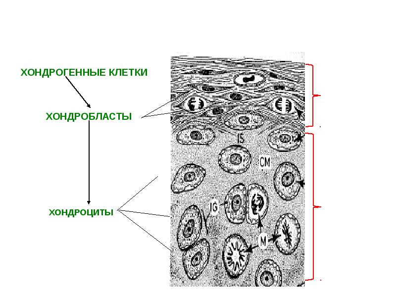 Хрящ ткань рисунок