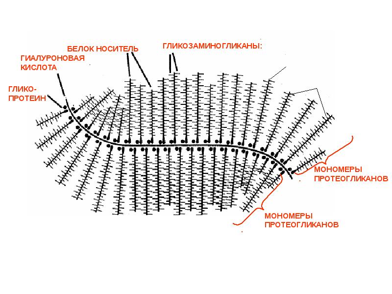 Синтез протеогликанов схема