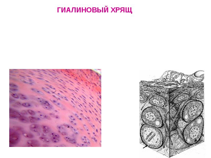 Вид соединительной ткани хряща. Соединительная ткань гиалиновый хрящ. Гиалиновый хрящ рисунок ткани. Гиалиновая хрящевая ткань гистология. Соединительная ткань хрящ рисунок.