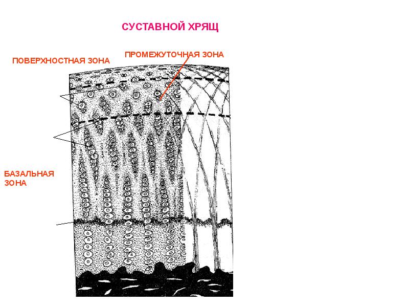 Какой цифрой на рисунке обозначен суставной хрящ