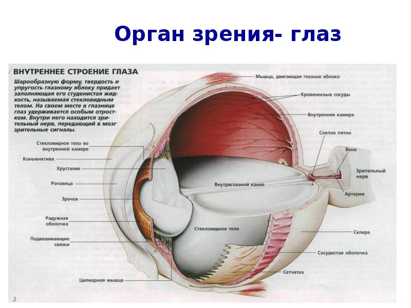 Орган зрения находится. Орган зрения. Сенсорная система орган зрения. Орган зрения и мозг. Подвешивающая связка глаза.