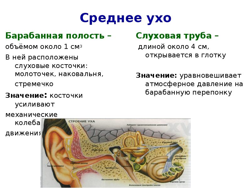 Кости среднего уха человека