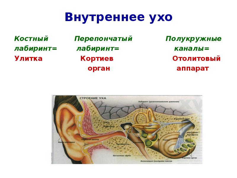 Лабиринт внутреннего уха картинки