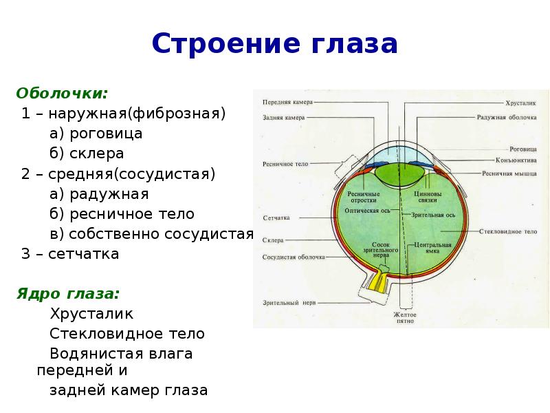 Оболочки глаза человека таблица. Строение оболочек глаза. Структуры внутреннего ядра глаза. Ядро глаза строение. Ядро глаза функции.