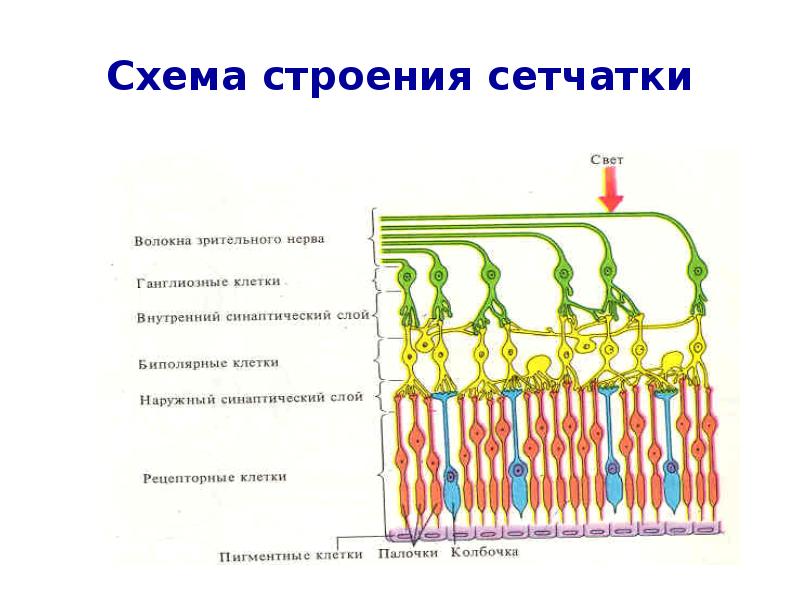 Схема строения сетчатки глаза