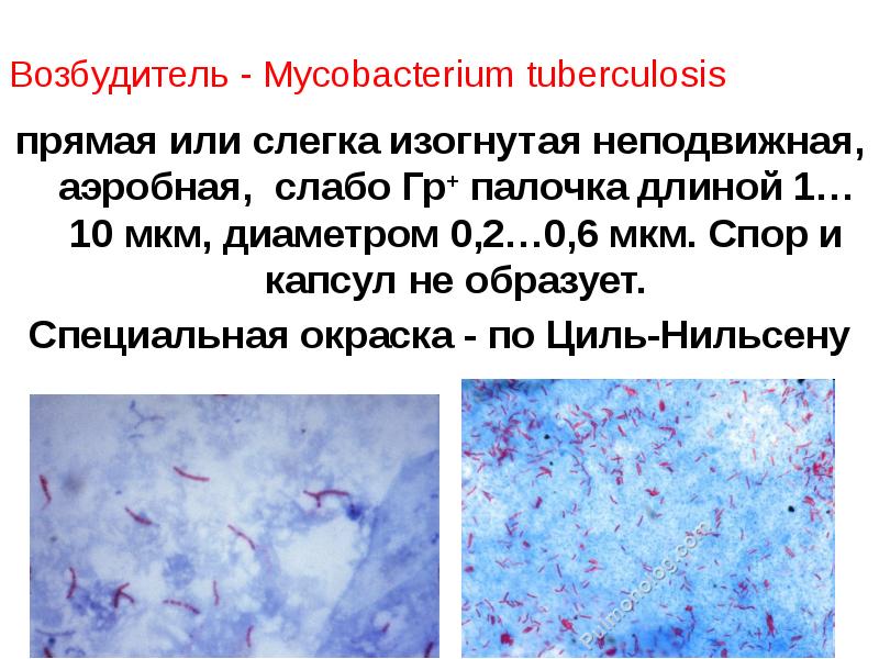 Типы микобактерий